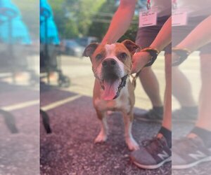Spanky (SC) - Male Boxer-Unknown Mix Dog for Adoption - Photo #3