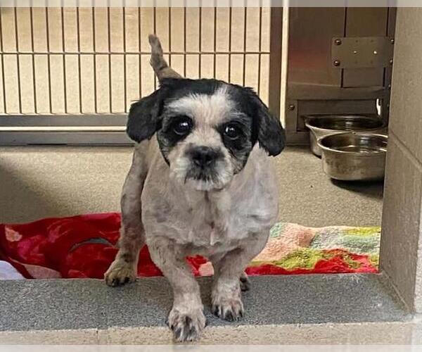 Medium Photo #1 Shih Tzu Puppy For Sale in Orange, CA, USA