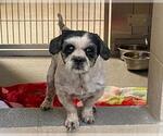 Small Shih Tzu