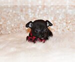 Small #2 Chihuahua