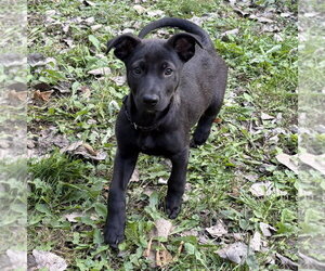 Bubba - Male Shepradors Dog for Adoption - Photo #3