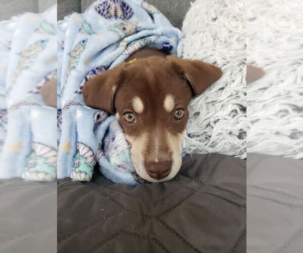Medium Photo #7 Huskies -Unknown Mix Puppy For Sale in GILBERTS, IL, USA