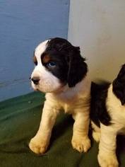 English Springer Spaniel Puppy for sale in HENDERSON, TN, USA