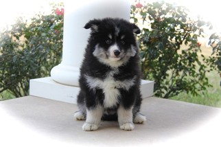 Pomsky Puppy for sale in KRUM, TX, USA