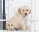 Small #2 Golden Retriever