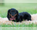Small Photo #44 Dachshund Puppy For Sale in WARSAW, IN, USA