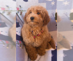 Small Photo #12 Goldendoodle Puppy For Sale in MILWAUKEE, WI, USA