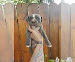 Small American Pit Bull Terrier