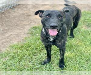 Labrador Retriever-Unknown Mix Dogs for adoption in Conroe, TX, USA