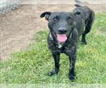 Small Labrador Retriever Mix
