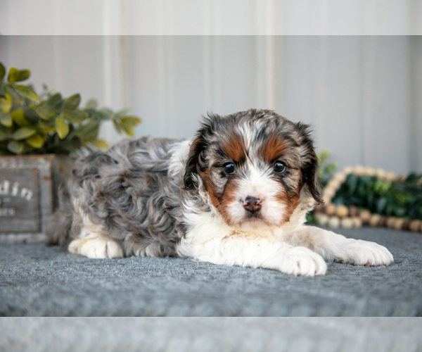 Medium Photo #3 Cavapoo Puppy For Sale in WOLCOTTVILLE, IN, USA