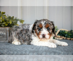 Small #2 Cavapoo