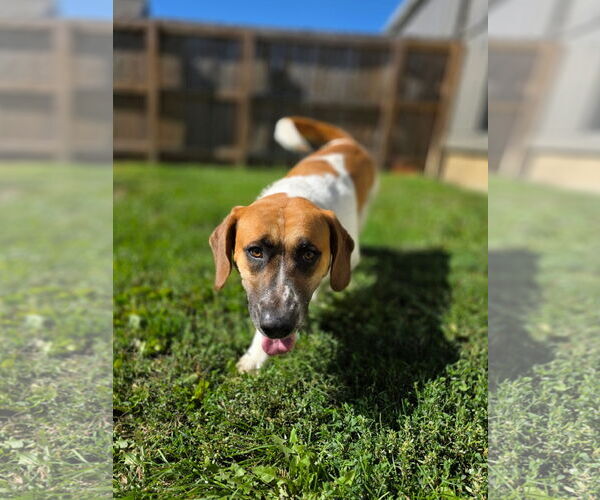 Medium Photo #5 Basset Hound-Unknown Mix Puppy For Sale in Brookville, OH, USA