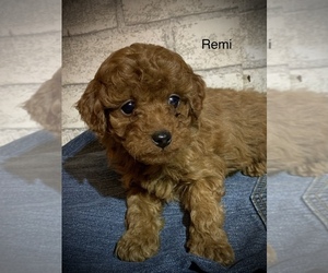 Cavapoo Puppy for sale in SHILOH, OH, USA