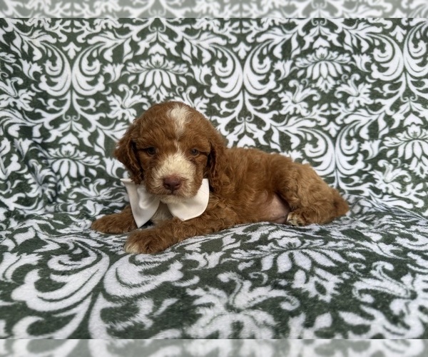Medium Photo #4 Cockapoo (Miniature) Puppy For Sale in LAKELAND, FL, USA
