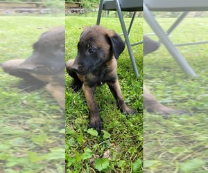 Belgian Malinois Puppy for sale in FAIRBURN, GA, USA