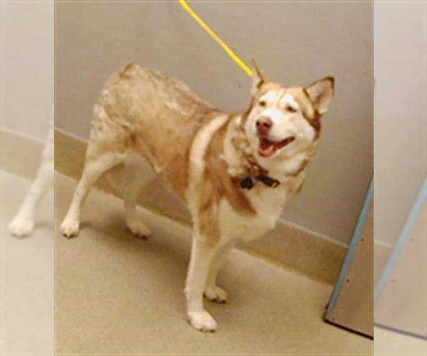Medium Photo #1 Siberian Husky-Unknown Mix Puppy For Sale in Las Vegas, NV, USA