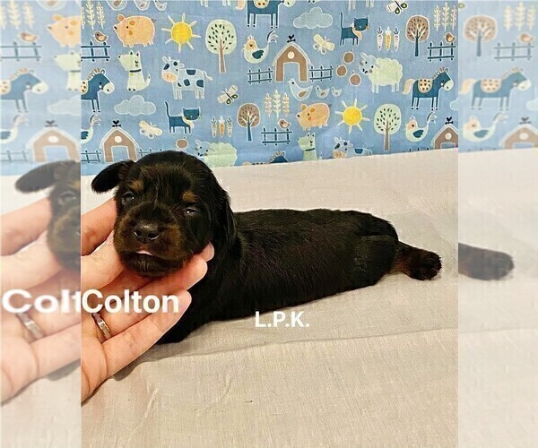 Medium Photo #3 Dachshund Puppy For Sale in WINNSBORO, LA, USA