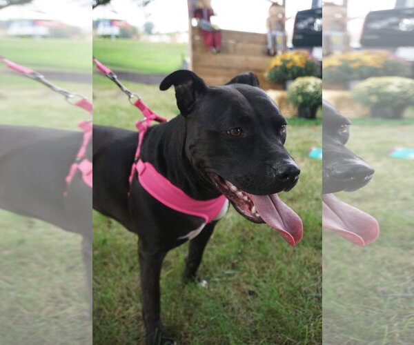 Medium Photo #7 American Pit Bull Terrier-Unknown Mix Puppy For Sale in Germantown, OH, USA