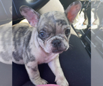 Small #1 French Bulldog