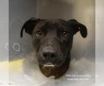 Small American Staffordshire Terrier Mix