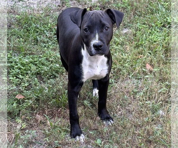 Medium Photo #2 Labrador Retriever-Unknown Mix Puppy For Sale in Sanford, FL, USA