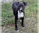 Small #1 Labrador Retriever Mix
