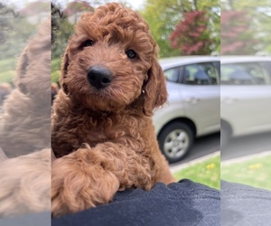 Goldendoodle (Miniature) Puppy for sale in SOUTH ORANGE, NJ, USA
