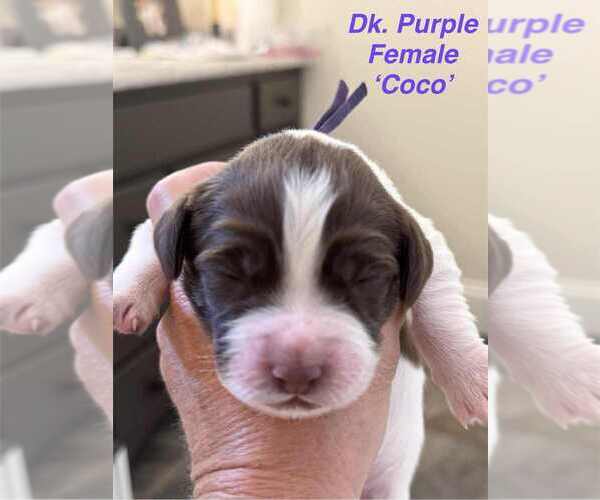 Medium Photo #8 English Springer Spaniel Puppy For Sale in BEAVER SPRINGS, PA, USA