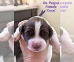 Puppy Puppy 7 English Springer Spaniel