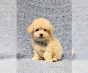 Poodle (Toy) Puppy for sale in HAYNESVILLE, LA, USA