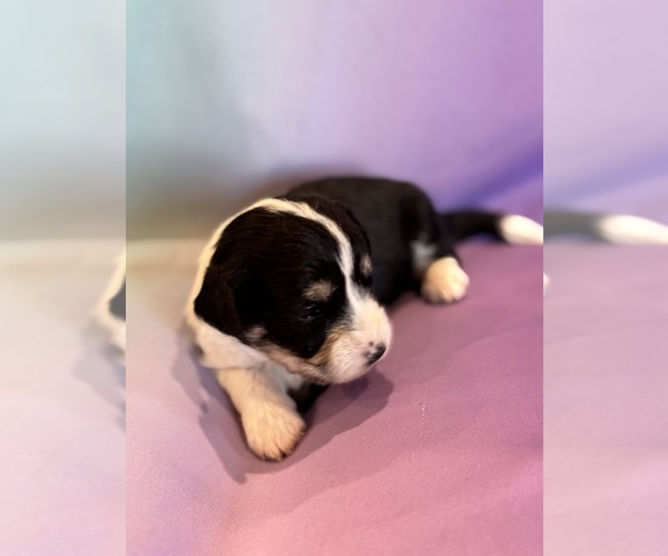 Medium Photo #7 Corgipoo Puppy For Sale in LONGMONT, CO, USA