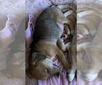 Small #2 Beagle Mix