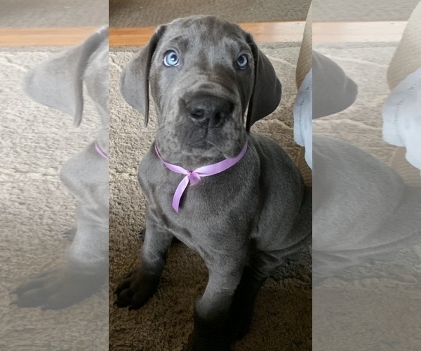 Medium Photo #3 Great Dane Puppy For Sale in ROAMING SHORES, OH, USA