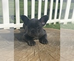 Small Photo #3 French Bulldog Puppy For Sale in WATAUGA, TX, USA