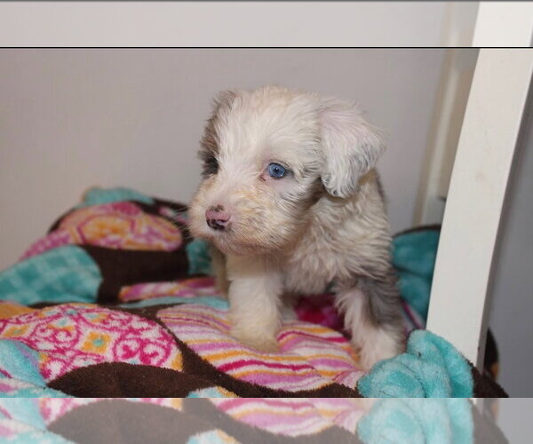 Medium Photo #2 Bernese Mountain Dog-Poodle (Miniature) Mix Puppy For Sale in Tenafly, NJ, USA