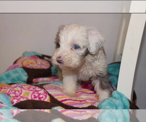 Arlo - Male Bernese Mountain Dog-Poodle (Miniature) Mix Dog for Adoption - Photo #2
