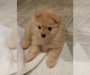 Pomeranian Puppy for sale in MIDLAND, MI, USA