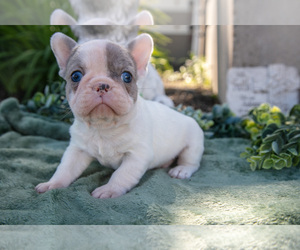 Medium French Bulldog