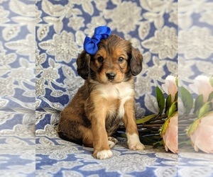 Cocker Spaniel-Unknown Mix Puppy for sale in CHRISTIANA, PA, USA