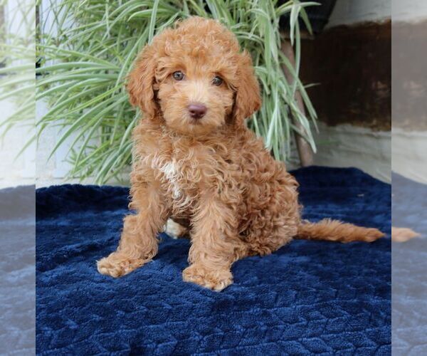 Medium Photo #3 Goldendoodle (Miniature) Puppy For Sale in NARVON, PA, USA