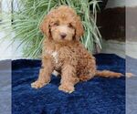 Small #2 Goldendoodle (Miniature)