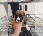 Puppy Brutus Boxer