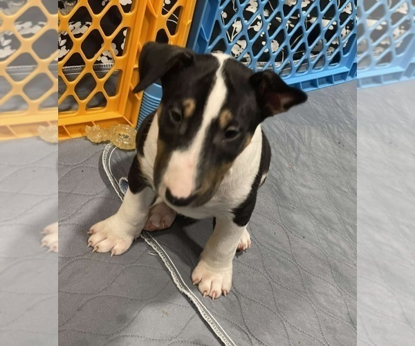 Medium Photo #1 Bull Terrier Puppy For Sale in HAGERSTOWN, MD, USA