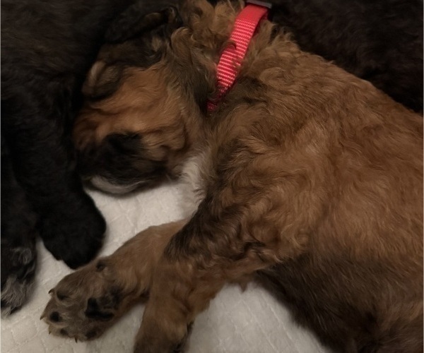 Medium Photo #10 Bernedoodle Puppy For Sale in MOULTON, AL, USA