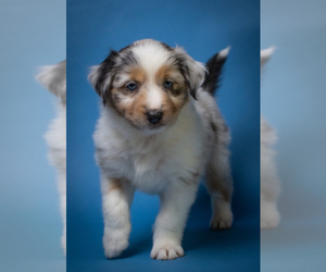 Miniature American Shepherd Puppy for sale in NEW CONCORD, OH, USA