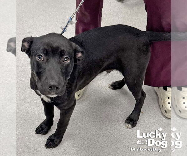 Medium Photo #3 Labrador Retriever-Unknown Mix Puppy For Sale in Washington, DC, USA