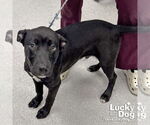 Small #2 Labrador Retriever Mix