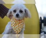 Buttons - Female Bichpoo Puppy for Sale - Photo #3