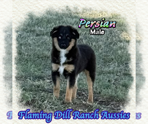 Persian - Male Miniature Australian Shepherd Puppy for Sale